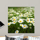 Field with White Daisies