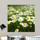 Field with White Daisies