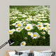 Field with White Daisies