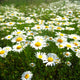 Field with White Daisies