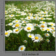 Field with White Daisies