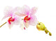 Moth Orchids - Phalaenopsis Close-up Wall Decal