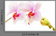 Moth Orchids - Phalaenopsis Close-up Wall Decal