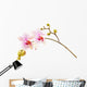 pink phalaenopsis orchid Wall Decal