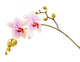 pink phalaenopsis orchid Wall Decal