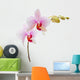 phalaenopsis orchid Wall Decal