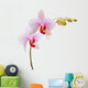 phalaenopsis orchid Wall Decal