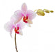 phalaenopsis orchid Wall Decal