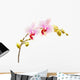 Moth Orchids - Phalaenopsis Wall Decal