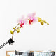 Moth Orchids - Phalaenopsis Wall Decal