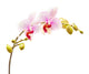 Moth Orchids - Phalaenopsis Wall Decal