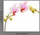 Moth Orchids - Phalaenopsis Wall Decal