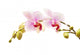 phalaenopsis orchid branch Wall Decal