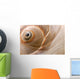 Seashell Wall Mural