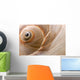 Seashell Wall Mural