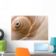 Seashell Wall Mural