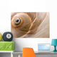 Seashell Wall Mural