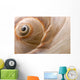 Seashell Wall Mural