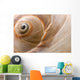 Seashell Wall Mural