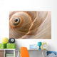 Seashell Wall Mural