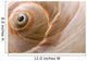 Seashell Wall Mural