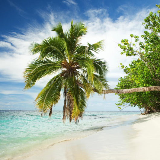 Tropical Beach with Palm