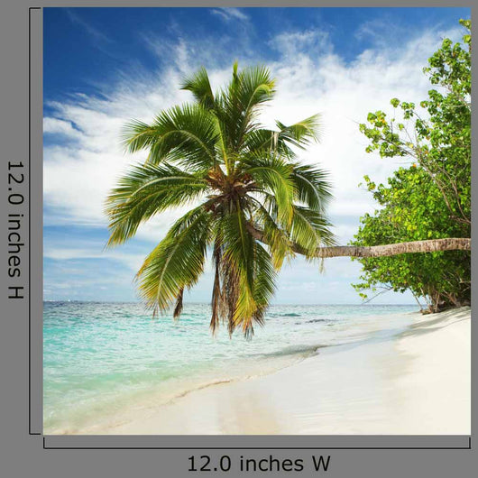 Tropical Beach with Palm