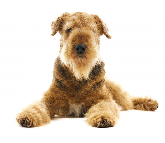 Dog Airedale Wall Decal