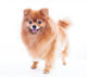 Pomeranian Dog Wall Decal