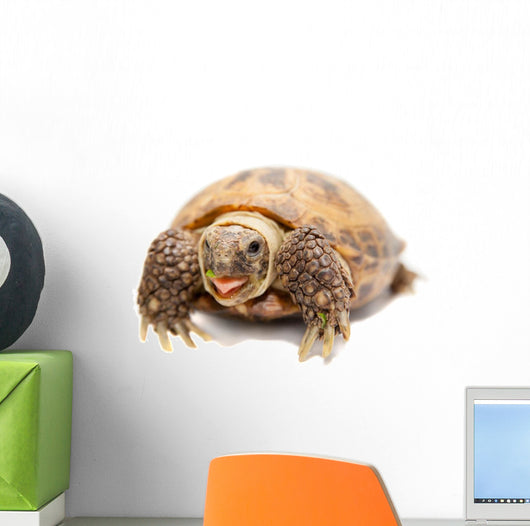 Russian Tortoise or Central Asian Tortoise Wall Decal