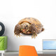 Russian Tortoise or Central Asian Tortoise Wall Decal
