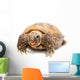 Russian Tortoise or Central Asian Tortoise Wall Decal