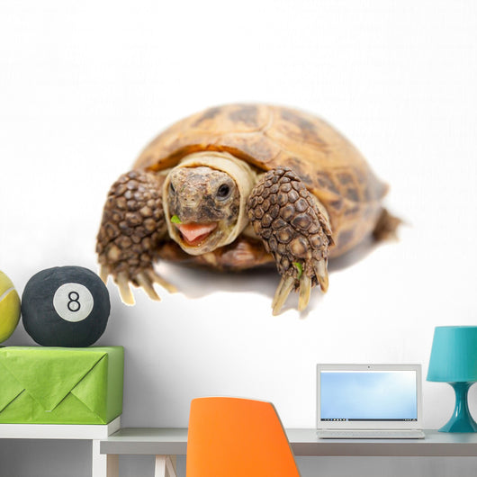 Russian Tortoise or Central Asian Tortoise Wall Decal
