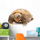 Russian Tortoise or Central Asian Tortoise Wall Decal