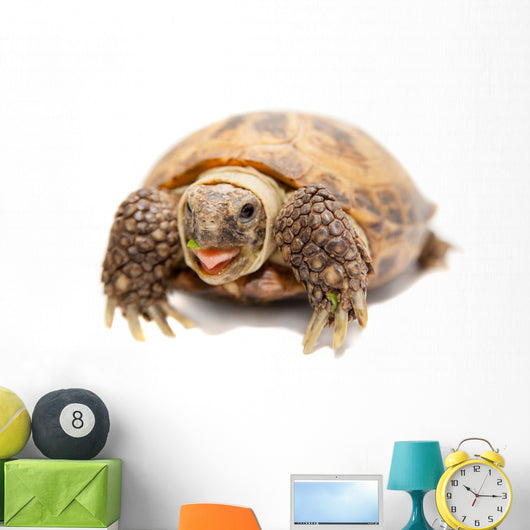 Russian Tortoise or Central Asian Tortoise Wall Decal