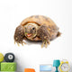Russian Tortoise or Central Asian Tortoise Wall Decal