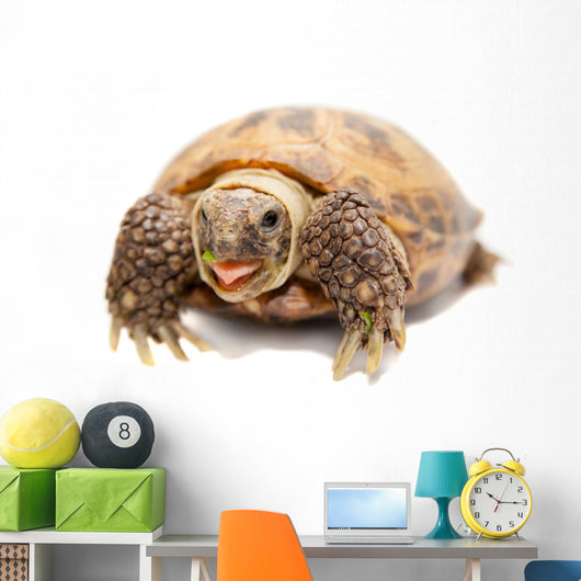 Russian Tortoise or Central Asian Tortoise Wall Decal