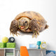 Russian Tortoise or Central Asian Tortoise Wall Decal