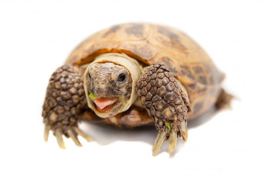 Russian Tortoise or Central Asian Tortoise Wall Decal