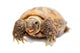 Russian Tortoise or Central Asian Tortoise Wall Decal