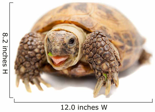 Russian Tortoise or Central Asian Tortoise Wall Decal