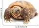 Russian Tortoise or Central Asian Tortoise Wall Decal