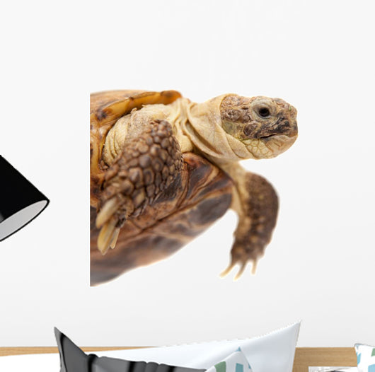 Russian Tortoise or Central Asian Tortoise Wall Decal