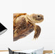 Russian Tortoise or Central Asian Tortoise Wall Decal
