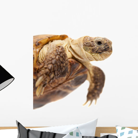 Russian Tortoise or Central Asian Tortoise Wall Decal