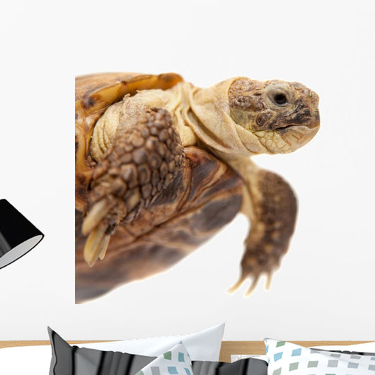 Russian Tortoise or Central Asian Tortoise Wall Decal