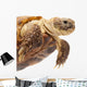 Russian Tortoise or Central Asian Tortoise Wall Decal