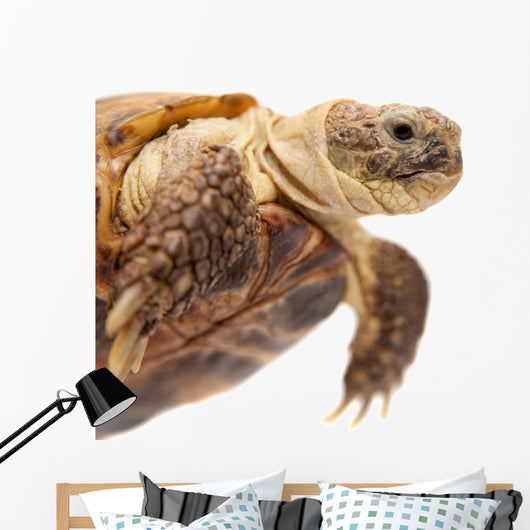 Russian Tortoise or Central Asian Tortoise Wall Decal