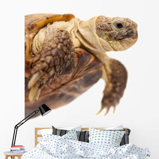 Russian Tortoise or Central Asian Tortoise Wall Decal