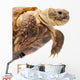 Russian Tortoise or Central Asian Tortoise Wall Decal